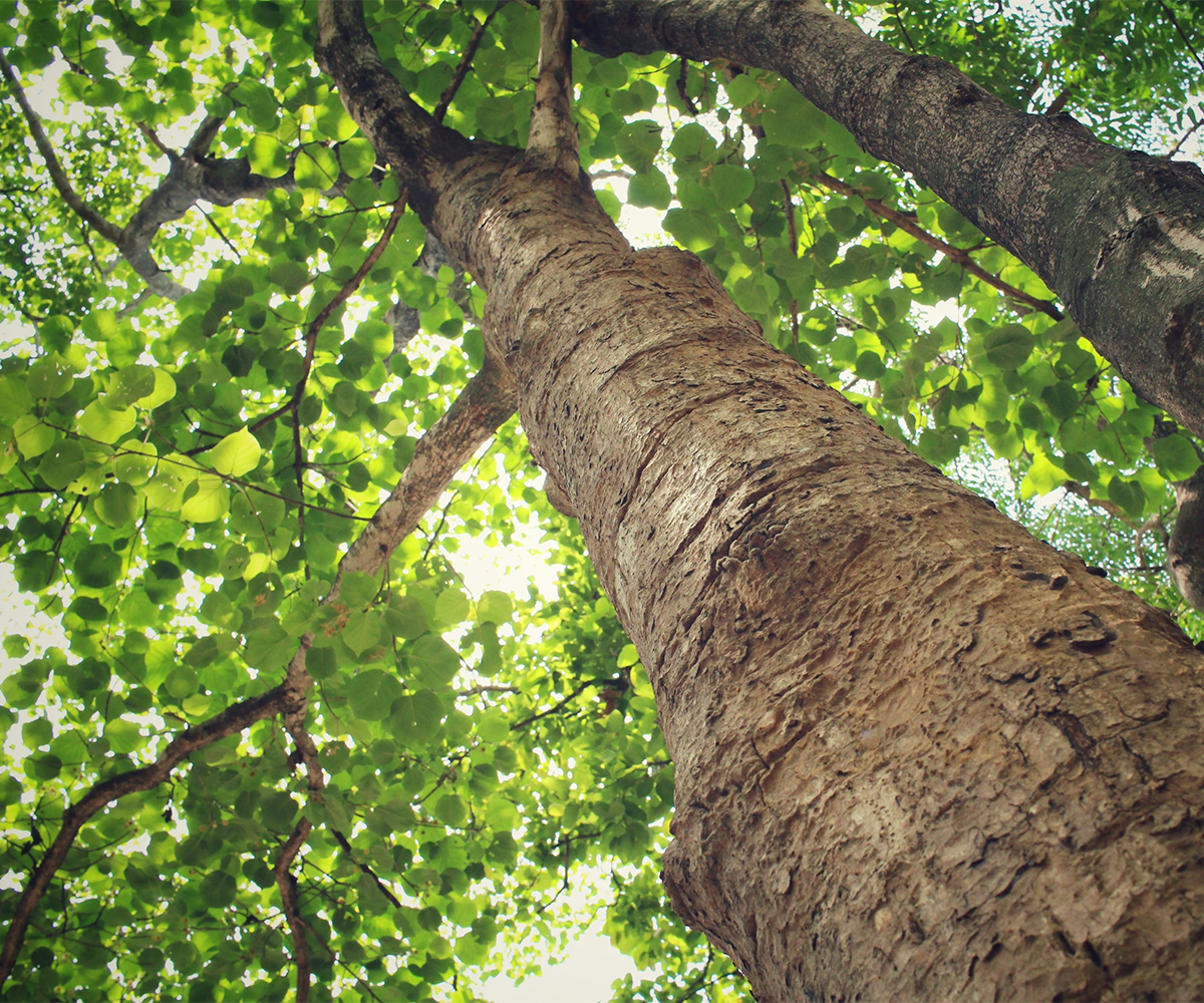 Hardwood tree canopy viewed from below with sunlight filtering through leaves